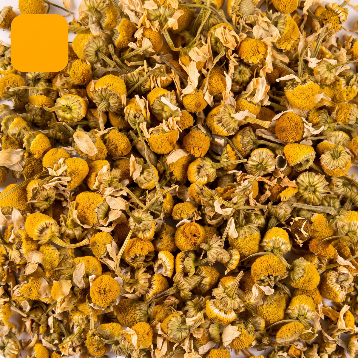 Camomille BIO