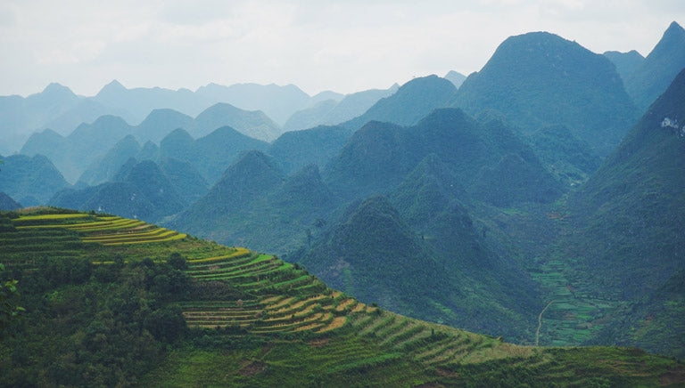 Pu-erh Cuit Vietnamien en Galette (2017)